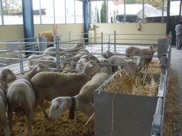 phoca_thumb_l_fotosnoviembre2012 2463